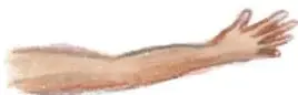 Ilustración de un brazo extendido con mano.
