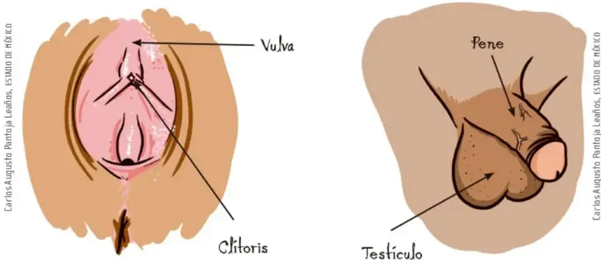 Genitales externos femeninos con rótulos vulva y clítoris.