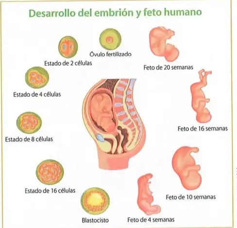 Figura 2 de Ciencias Naturales 8° · Egb 8 Ciencias Naturales 2025 · 2025