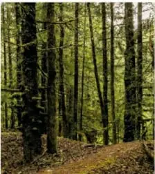 Bosque con árboles altos y sendero.