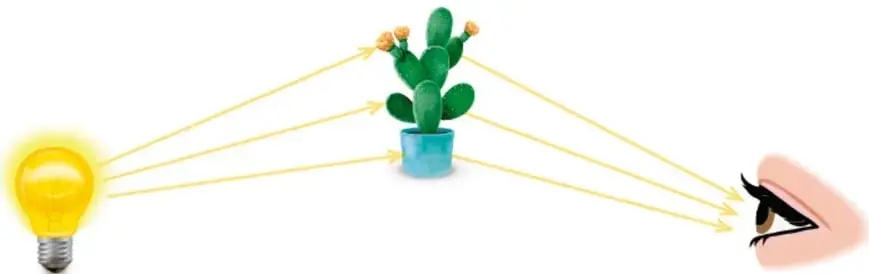 Esquema que muestra una bombilla encendida emitiendo luz hacia un cactus, el cual refleja la luz hacia un ojo humano, ilustrando el proceso de la visión.