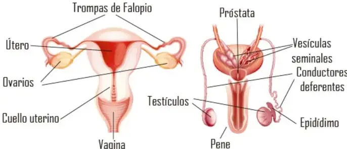 Diagrama anatómico con los sistemas sexuales femenino y masculino rotulados: trompas de Falopio, útero, ovarios, cuello uterino, vagina (mujer); próstata, vesículas seminales, conductores deferentes, epidídimo, pene y testículos (hombre).