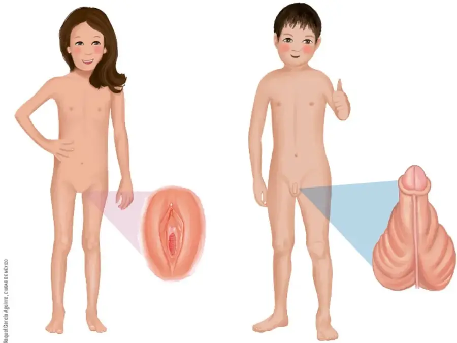 Niña de pie con un recuadro ampliado que muestra la vulva.