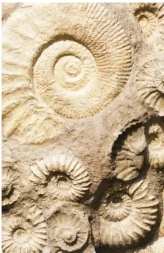 Fotografía de una roca con varios fósiles de amonites: espirales marinas fosilizadas incrustadas en la piedra arenisca.