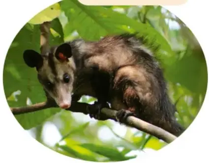 Fotografía de un tlacuache (zarigüeya) trepado a la rama de un árbol entre hojas verdes; ilustra a los animales omnívoros.