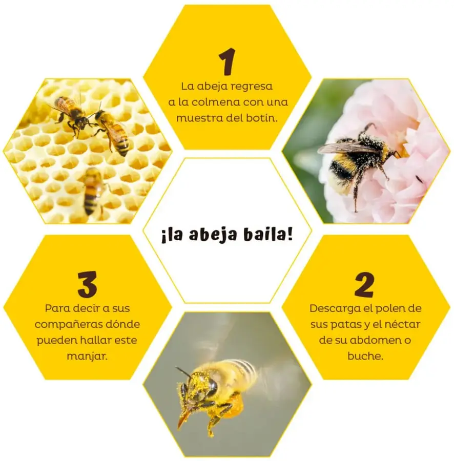 Fotografía de tres abejas caminando sobre panales de cera con celdas doradas.