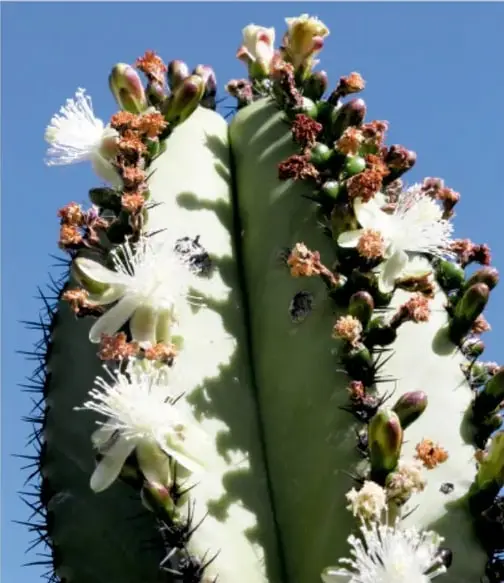 Fotografía de un cactus columnar verde con espinas, botones florales rojizos y flores blancas abiertas, sobre fondo de cielo azul.