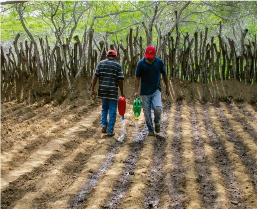 Fotografía de dos personas (de espaldas, con gorra) regando con botellas de plástico surcos sembrados en un campo de tierra, rodeados de árboles y una cerca de palos verticales.