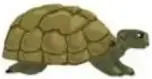 Imagen del documental con una tortuga en su hábitat.
