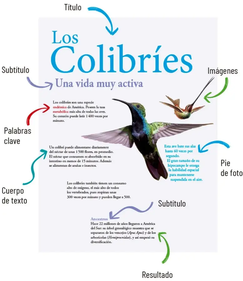 Cartel modelo titulado "Los Colibríes" con fotografías de colibríes en vuelo y flechas de colores que señalan cada elemento.