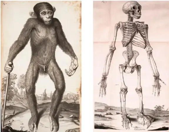 Dos ilustraciones antiguas lado a lado: a la izquierda, un mono con apariencia humana de pie; a la derecha, un esqueleto humano de pie. Ilustran la comparación entre fenómenos con analogía aparente (anatomía comparada).