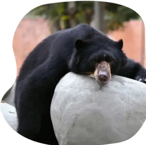 Oso negro recostado sobre una piedra, en una casa en California, con su madriguera.