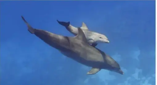 Fotografía de dos delfines; el texto indica que son animales vivíparos y que sus crías lactan durante varios meses.