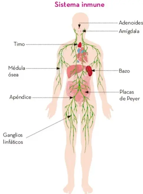 Ilustración del cuerpo humano que señala los órganos del sistema inmune: adenoides, amígdala, timo, médula ósea, bazo, placas de Peyer, apéndice y ganglios linfáticos.