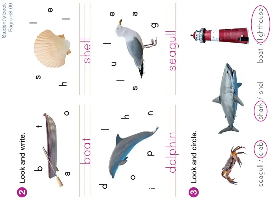 Concha de mar con letras s, h, e, l, l para formar shell.