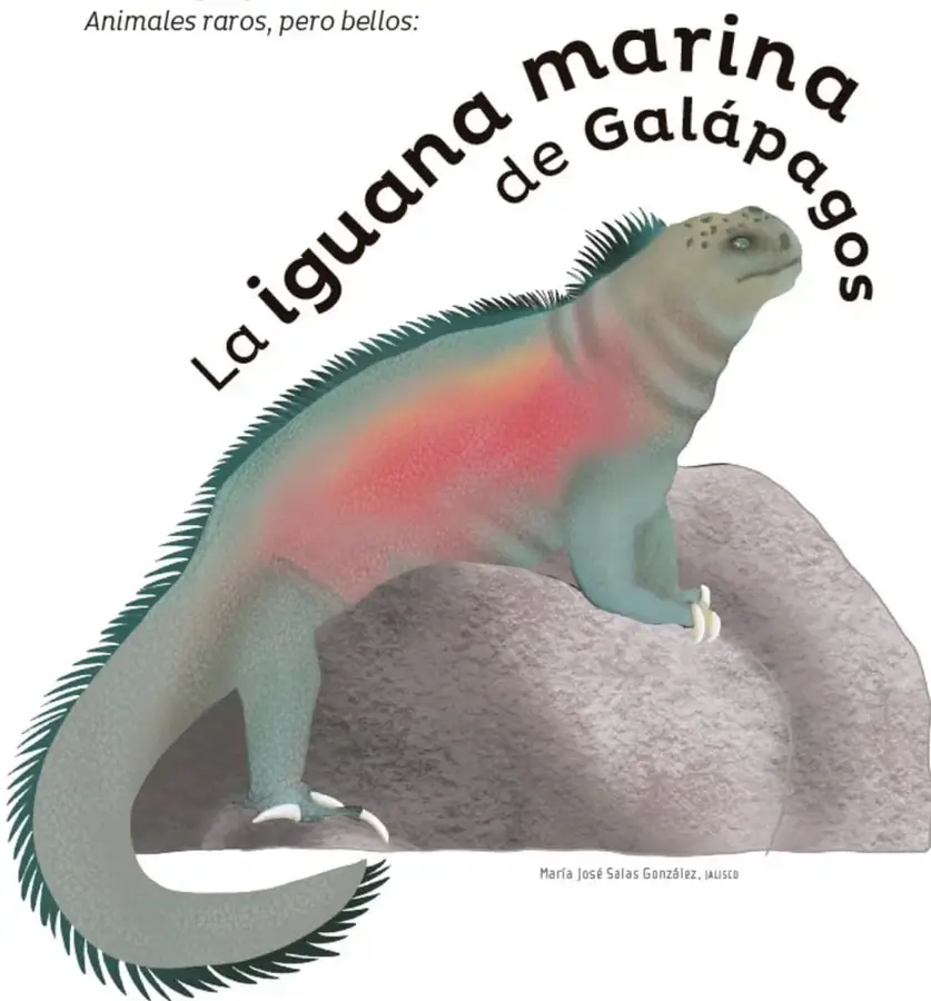 Fotografía circular de una iguana marina negra con crestas, alimentándose de algas verdes sobre una roca junto al mar.
