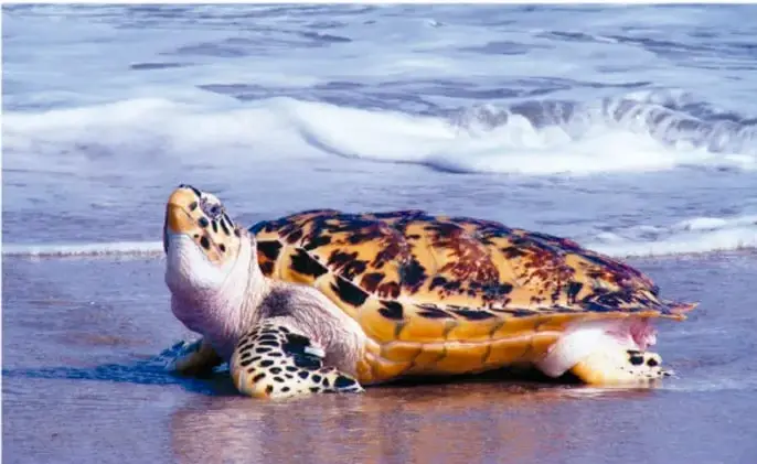 Fotografía de una tortuga marina en la playa, ejemplo de animal que usa el magnetismo terrestre para migrar.