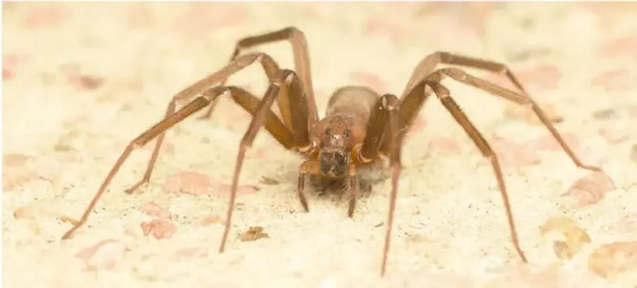 Fotografía de una araña violinista: cuerpo y patas color marrón claro, de patas largas y delgadas, caminando sobre piso arenoso con piedrecitas rosadas.