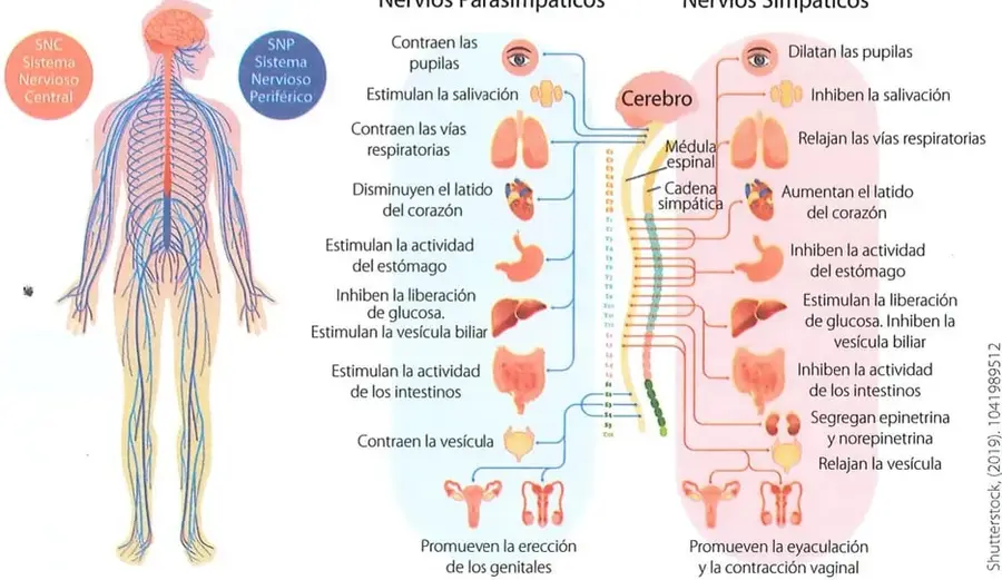 Ilustración del cuerpo humano que muestra la distribución del sistema nervioso central y periférico.