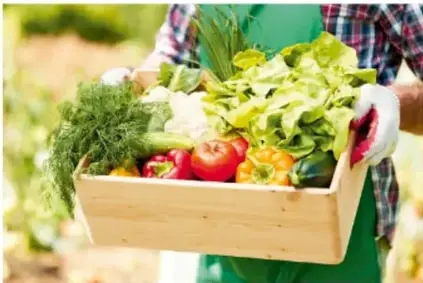 Persona con guantes sosteniendo una cajona de madera llena de verduras frescas (lechuga, jitomate, zanahoria), asociada al concepto de materia orgánica.