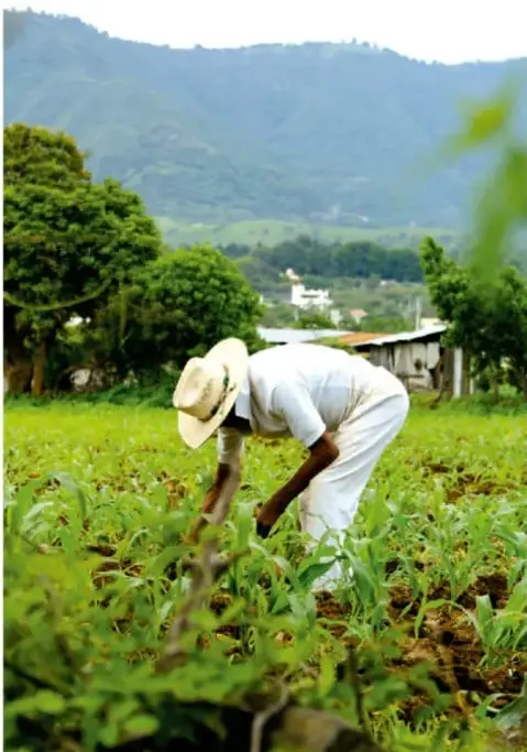 Fotografía de un agricultor con sombrero de paja trabajando en un sembrío de maíz, con montañas y vegetación de fondo.