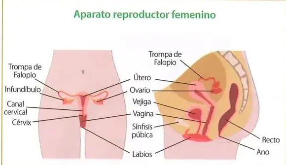 Diagrama del aparato reproductor femenino que señala la trompa de Falopio, el infundíbulo, el canal cervical, el cérvix, el útero, el ovario, la vejiga, la vagina, la sínfisis púbica, los labios, el recto y el ano.
