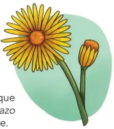 Ilustración de la flor amarilla: dos flores amarillas tipo margaritas/caléndulas grandes con tallos verdes.