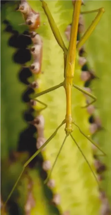 Fotografía de un insecto palo verde posado sobre el borde de una hoja de cactus; su cuerpo y patas asemejan pequeñas ramas.