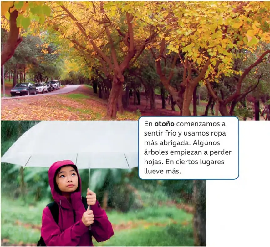 Fotografía de una calle arbolada en otoño: los árboles tienen hojas amarillas, naranjas y rojas, y el suelo está cubierto de hojas caídas. Hay autos estacionados al costado.