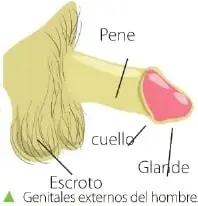 Ilustración de los genitales externos masculinos con etiquetas para el pene, el glande, el cuello y el escroto.
