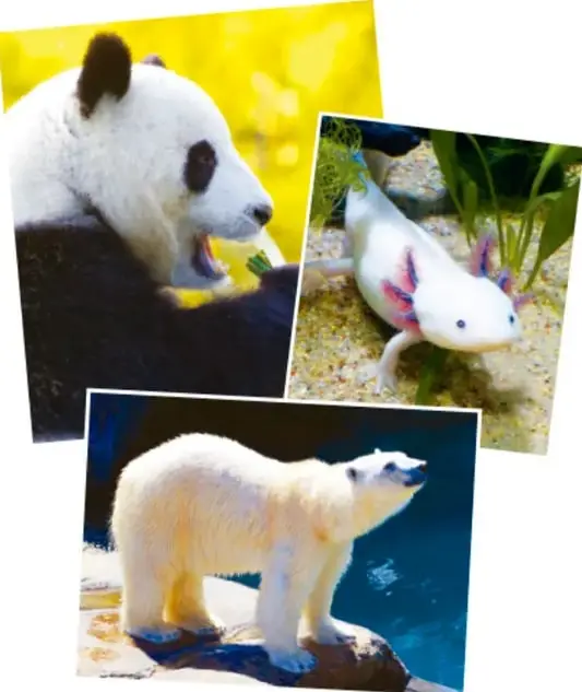 Collage de tres fotografías: un oso panda comiendo bambú, un ajolote mexicano blanco y un oso polar sobre hielo.