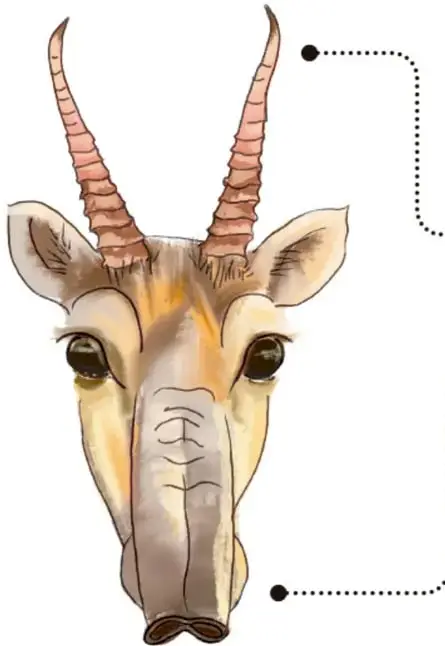 Cabeza de un antílope saiga con cuernos largos y anillados, orejas grandes y nariz abultada y flexible.