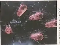 Figura 1 de Ciencias Naturales 8° · Egb 8 Ciencias Naturales 2025 · 2025
