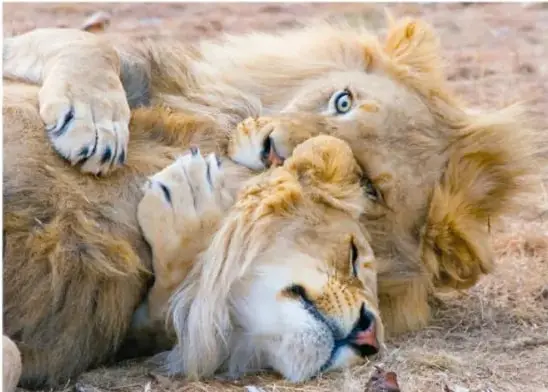 Fotografía de dos leones machos descansando y uno de ellos con actitud dominante, ilustrando la competencia intraespecífica por el dominio de la manada.