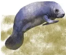 Ilustración de una foca o mamífero marino azul sobre fondo claro (Rosana Mesa Zamudio, Puebla).
