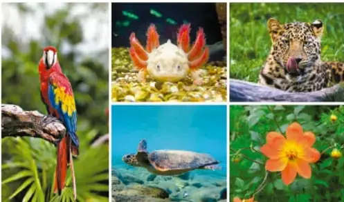 Collage de cinco fotografías: un guacamayo rojo, un cangrejo, un jaguar, una tortuga marina y una flor naranja, que representan la biodiversidad de México.