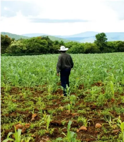Fotografía de un agricultor con sombrero parado en medio de un campo sembrado de maíz joven, con montañas y árboles al fondo.