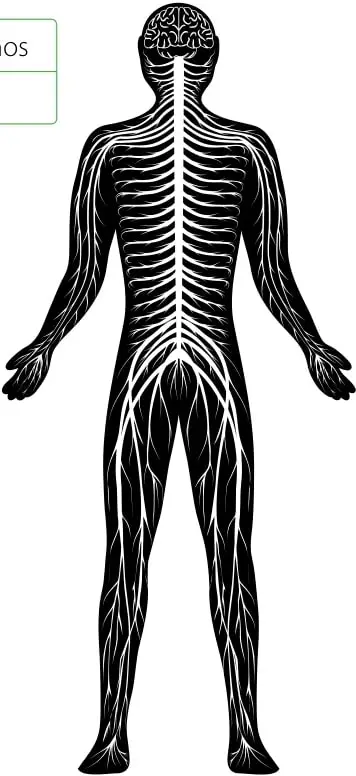 Silueta del cuerpo humano mostrando el cerebro, la médula espinal y la red de nervios que recorre el cuerpo.