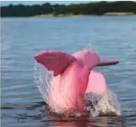 Delfín rosado amazónico emergiendo en un cuerpo de agua.