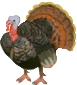 Fotografía de un guajolote (pavo) de cuerpo completo, con la leyenda 'Jodsellin Hernández Falcón, Estado de México'.