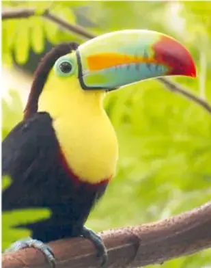 Fotografía de un tucán colorido posado en una rama, representando la fauna de la selva.
