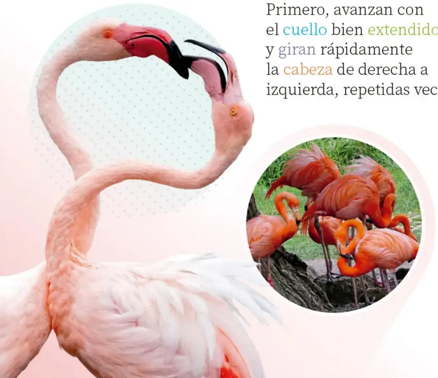 Dos flamencos rosados frente a frente con los cuellos curvados formando la figura de un corazón.