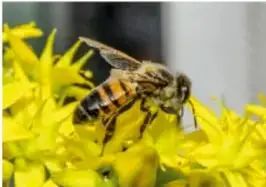 Abeja posada sobre flores amarillas.