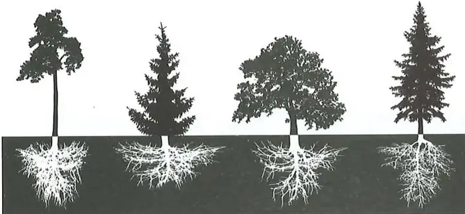 Ilustración de varias plantas con raíces principales profundas y numerosas raíces secundarias, como pino, abeto, picea y roble.