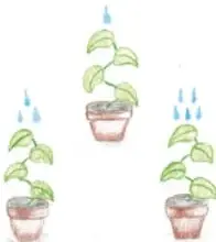 Tres macetas con plantas regadas con distintas cantidades de agua (Festus, Ciudad de México).