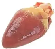 Fotografía de un corazón de pollo para realizar la observación del laboratorio casero.