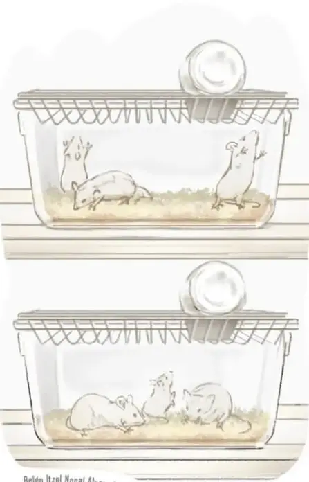 Ilustración de dos ratones en una jaula de laboratorio, uno dentro de una caja de cristal y otro fuera, con expresión humanizada.