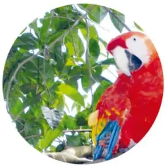 Loro cabeza amarilla entre hojas de palma: cuerpo verde y cabeza amarilla.