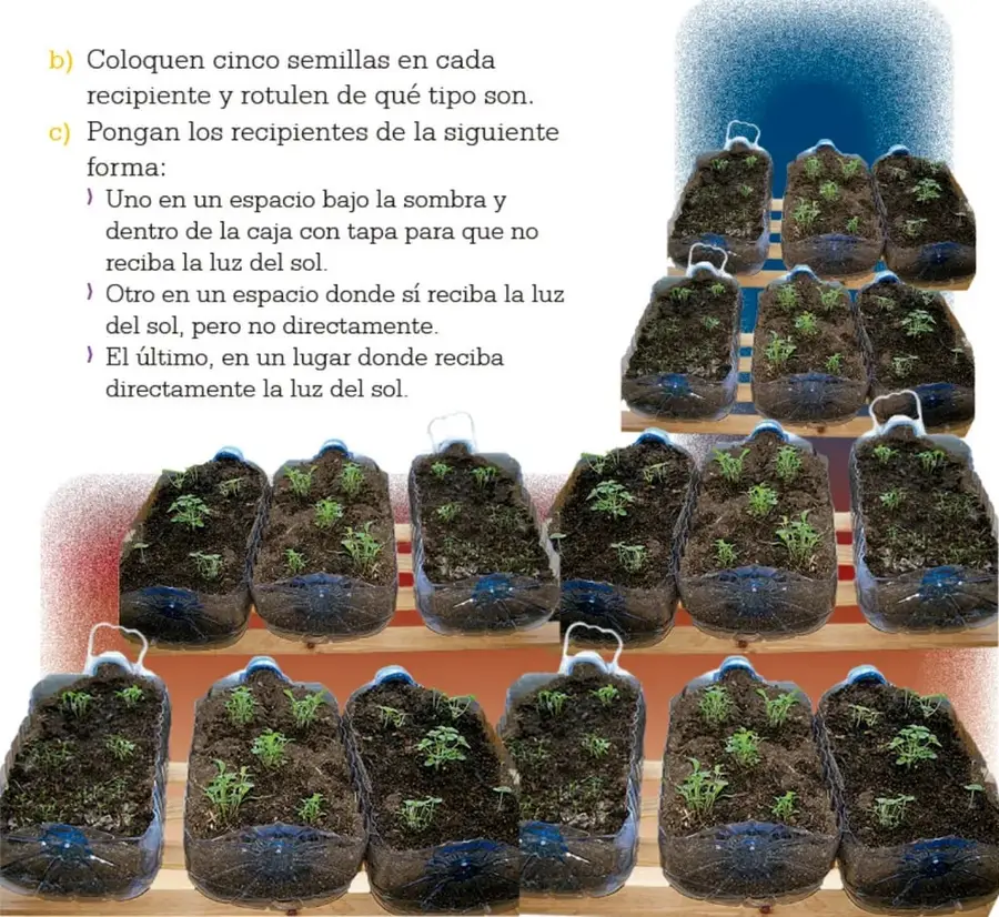 Recipientes con plantas en distintos niveles de luz.