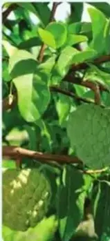 Texto sobre chirimoya con foto del árbol y frutos.